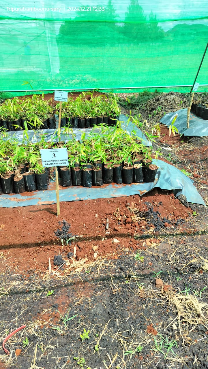 development_dialogue_image1